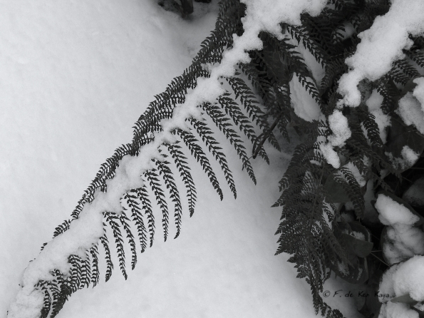 Bois des Moutiers Winterreise (26)